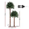 XM-TR-PALM-5FT-LED-190372-01