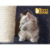 PET-CAT-HSCT015-GR-4986-05